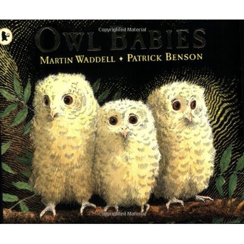 Owl babies